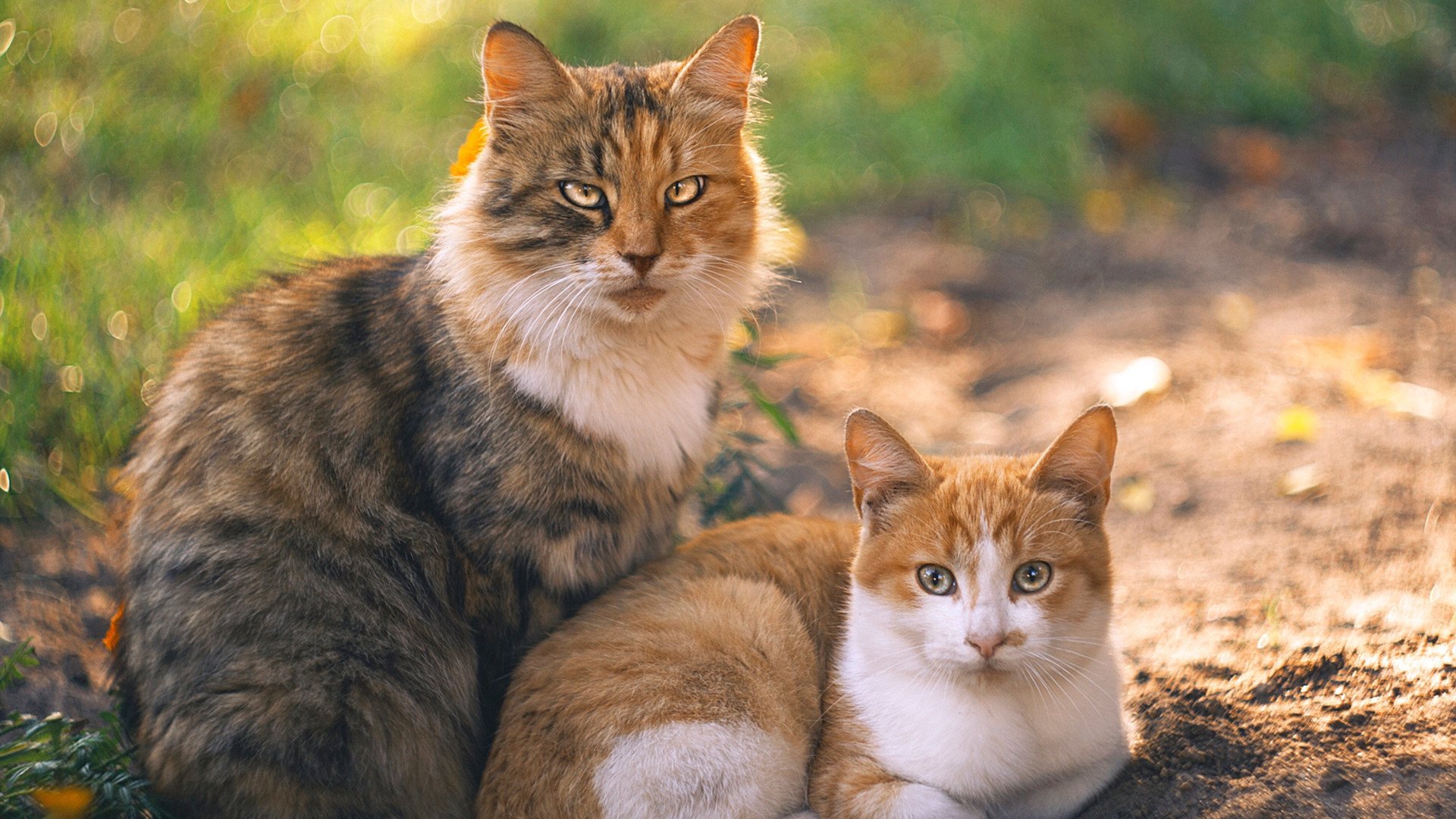 乐鱼(中国)体育官方网站-中国三人篮球男队进攻速度显著提升,中国男子三人篮球最好成绩