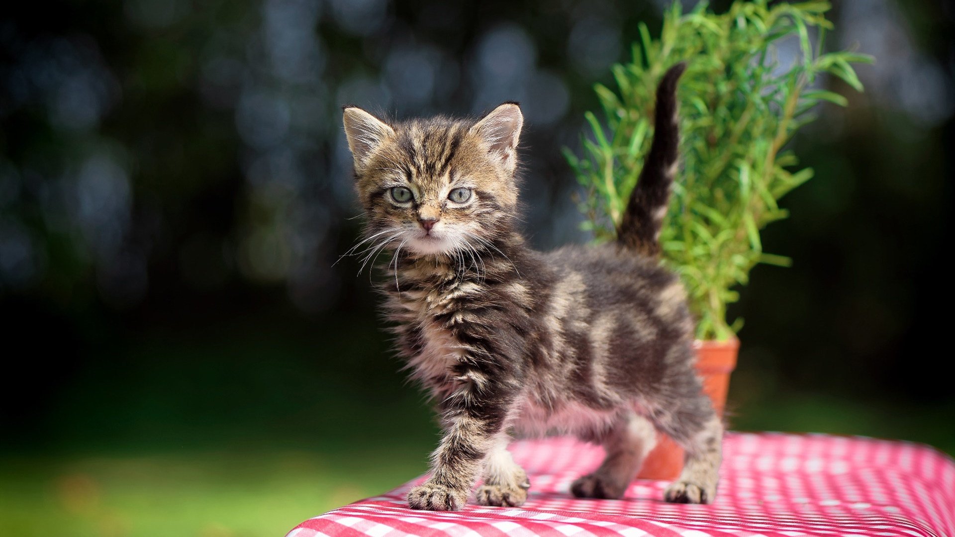 乐鱼娱乐app-基层足球赛事体系建设滞后,深化足球改革方案