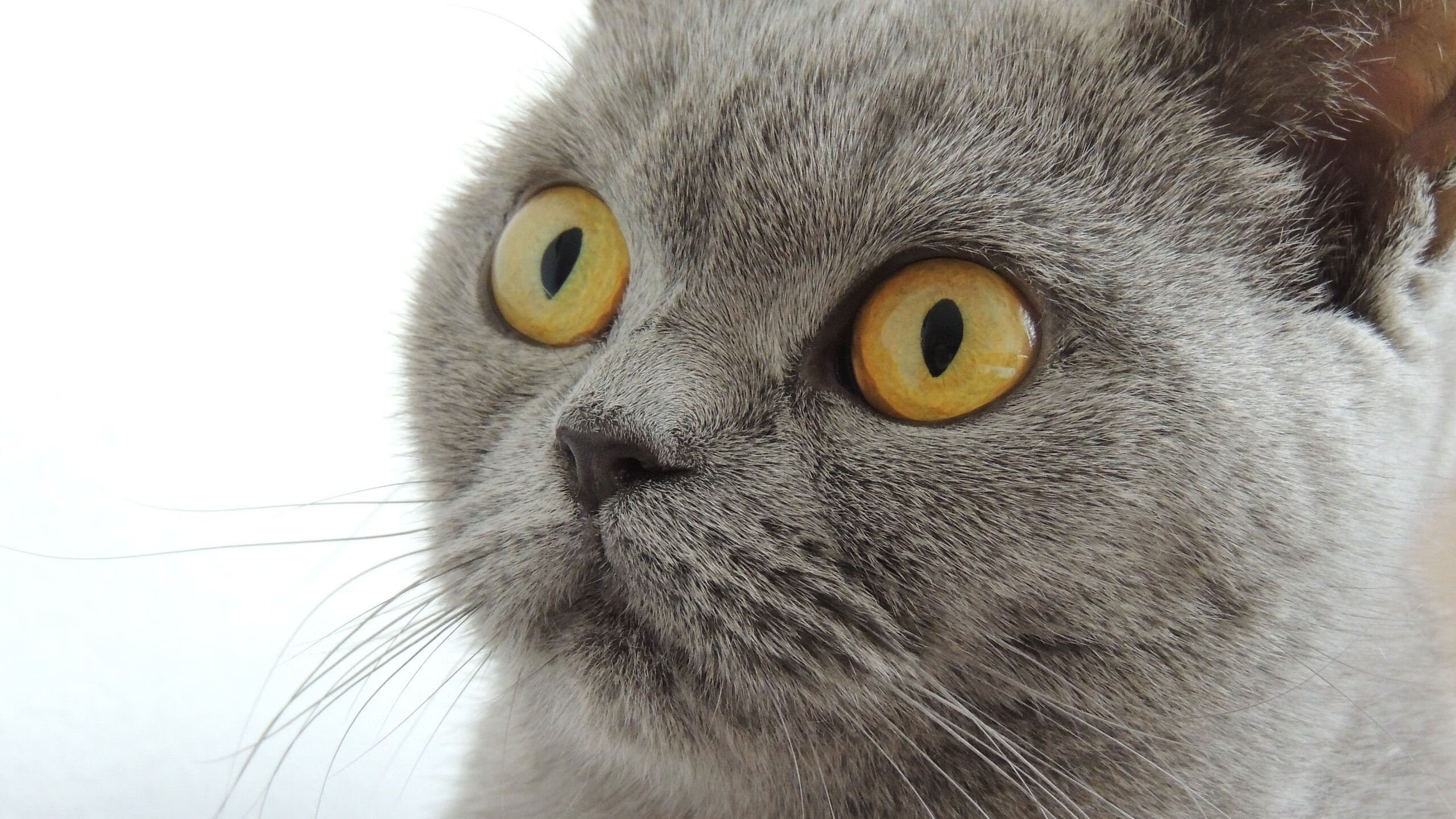 下载乐鱼体育APP-克莱尔200自稳定输出展现美式节奏,克莱尔 dc