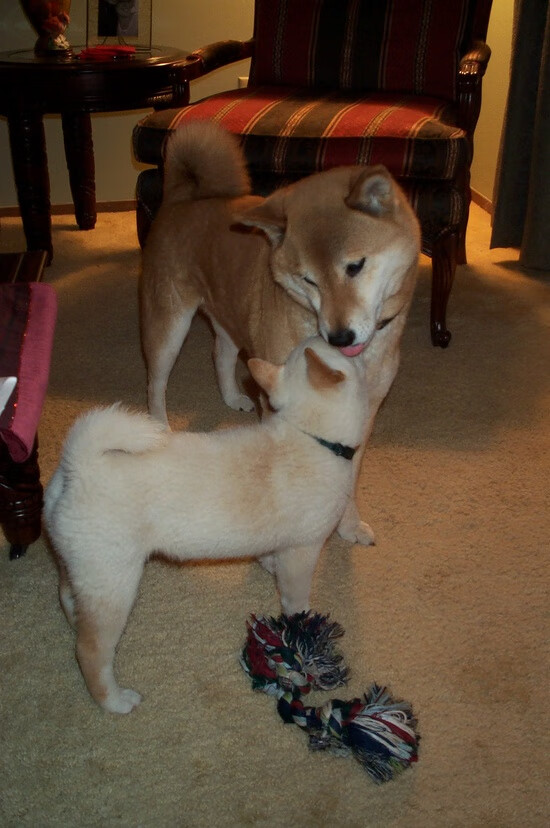 leyu乐鱼在线登录入口-凯尔特人发布球员心理调节指南助力赛季稳定，凯尔特人特例