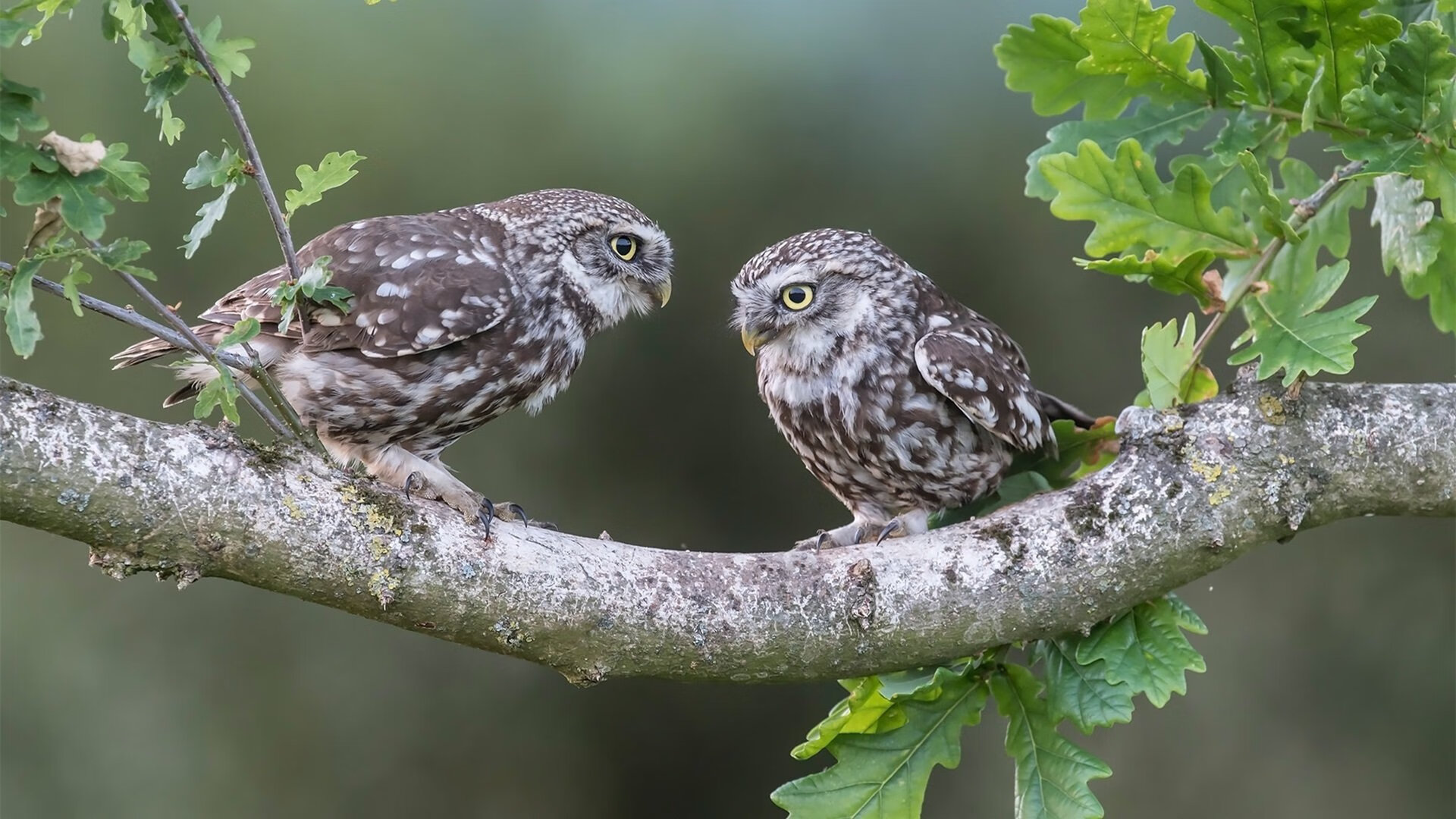 乐鱼电竞在线平台-地方联赛引入多媒体裁判复审技术提升执裁公平性与透明度
