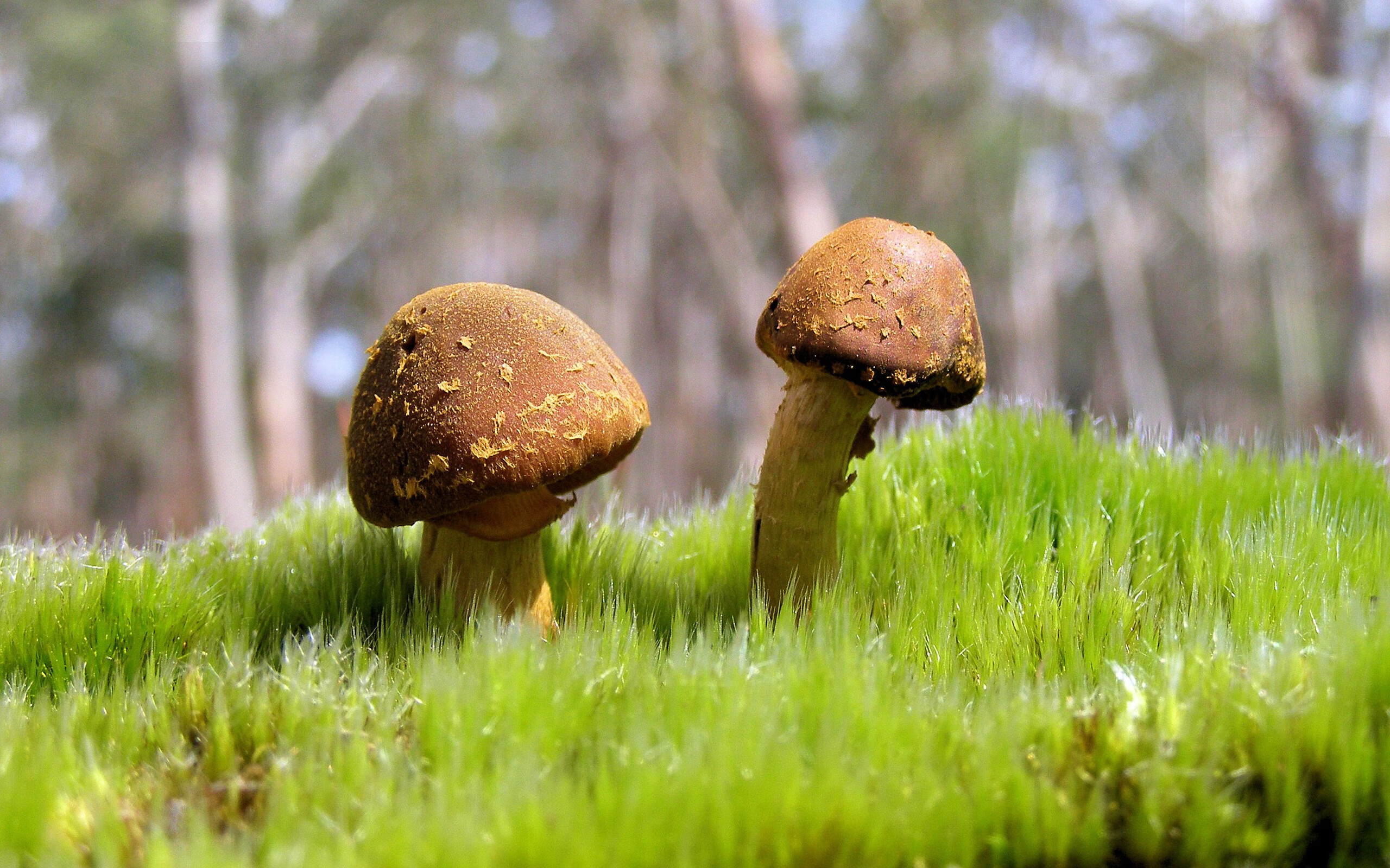 乐鱼电竞· (中国)官方网站-意甲战术巅峰:细节决定胜负的精彩瞬间,意甲战术强在哪里