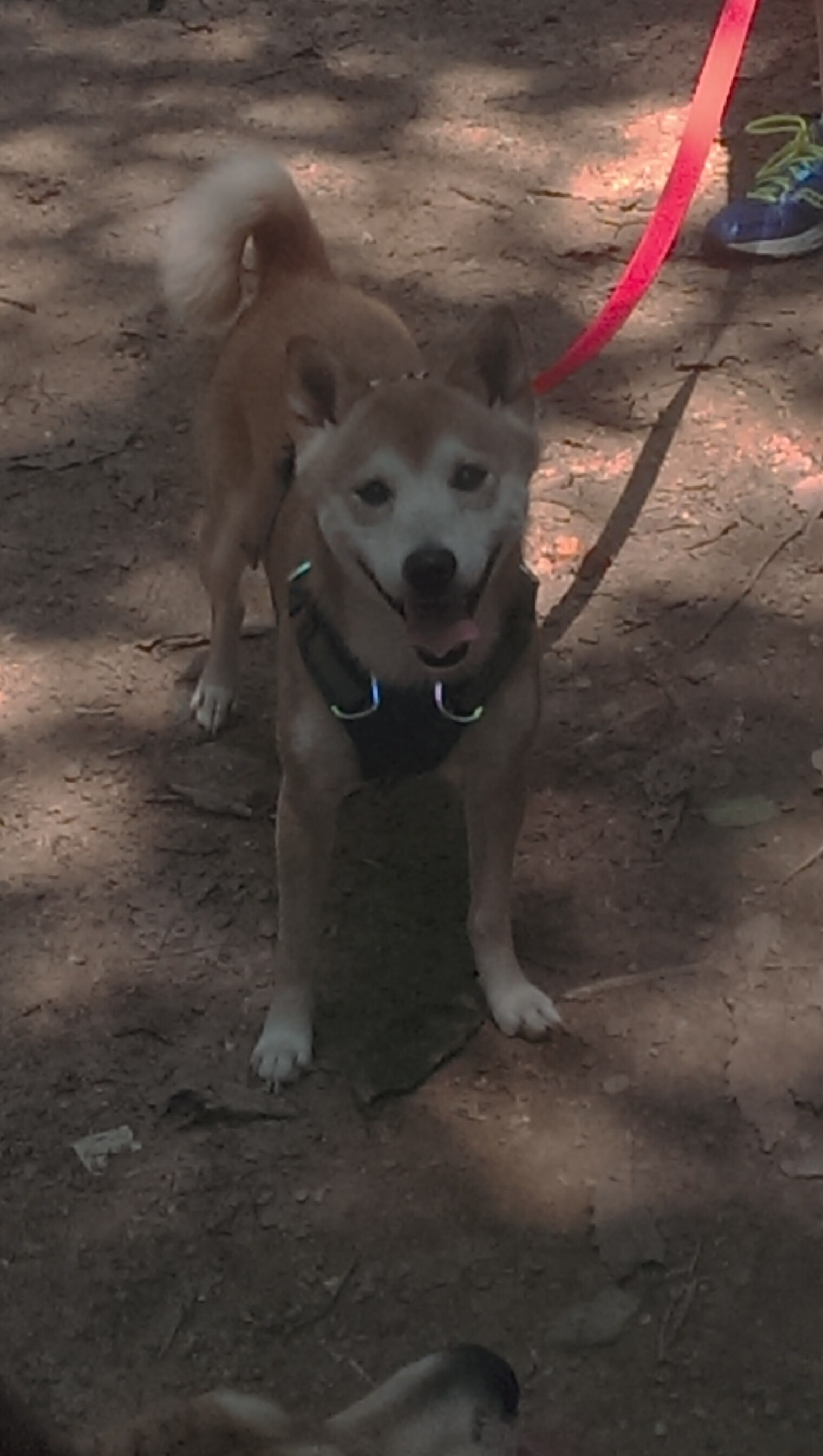 乐鱼电竞在线平台-斯密斯:高效传球与巧妙的战术变化,成为全黑队的关键一环,斯密06