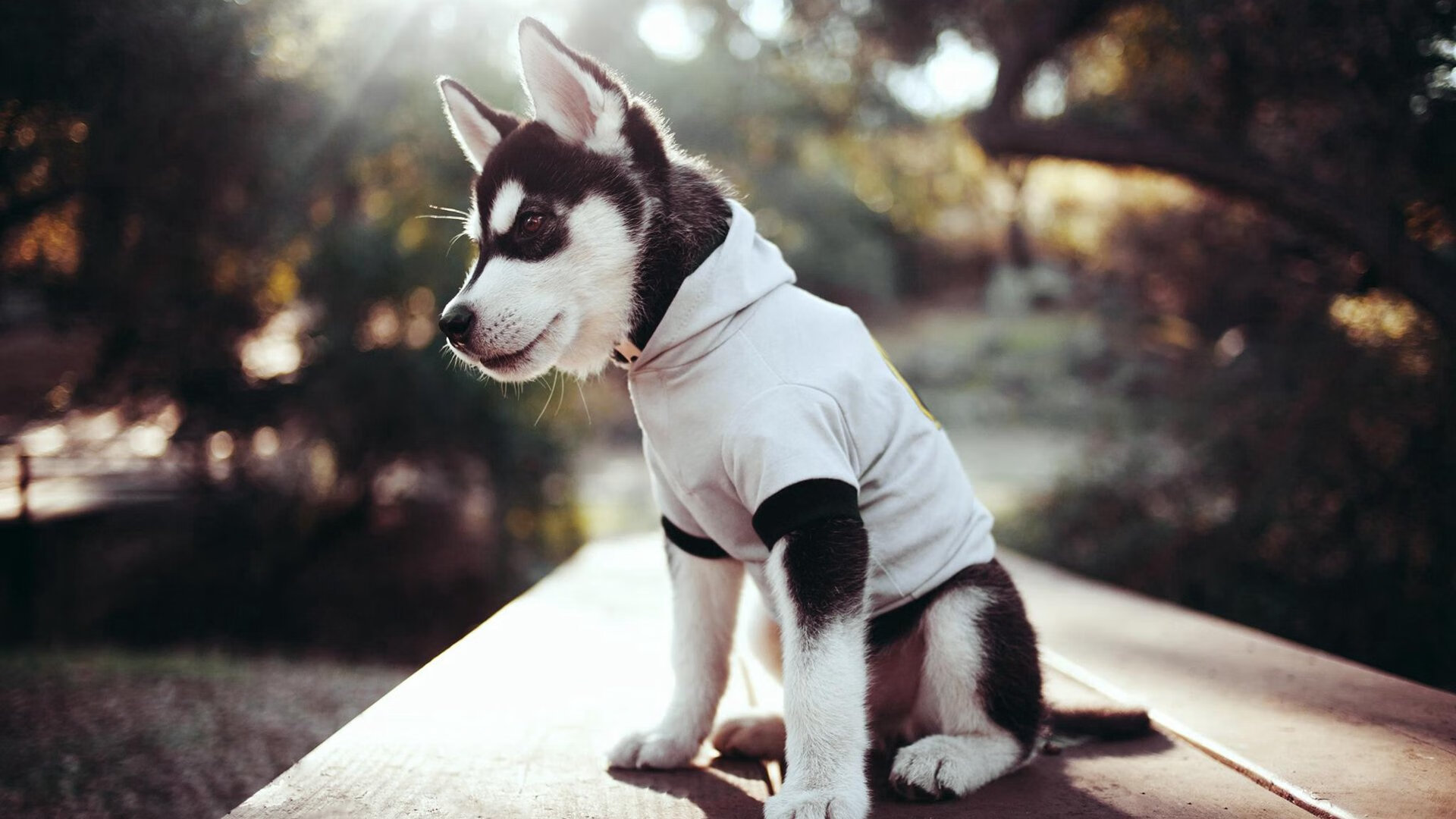 乐鱼电竞在线平台-斯密斯:高效传球与巧妙的战术变化,成为全黑队的关键一环,斯密06