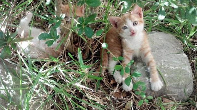 水球比赛突尼斯防守反击有章法，水球比赛突尼斯防守反击有章法规定吗