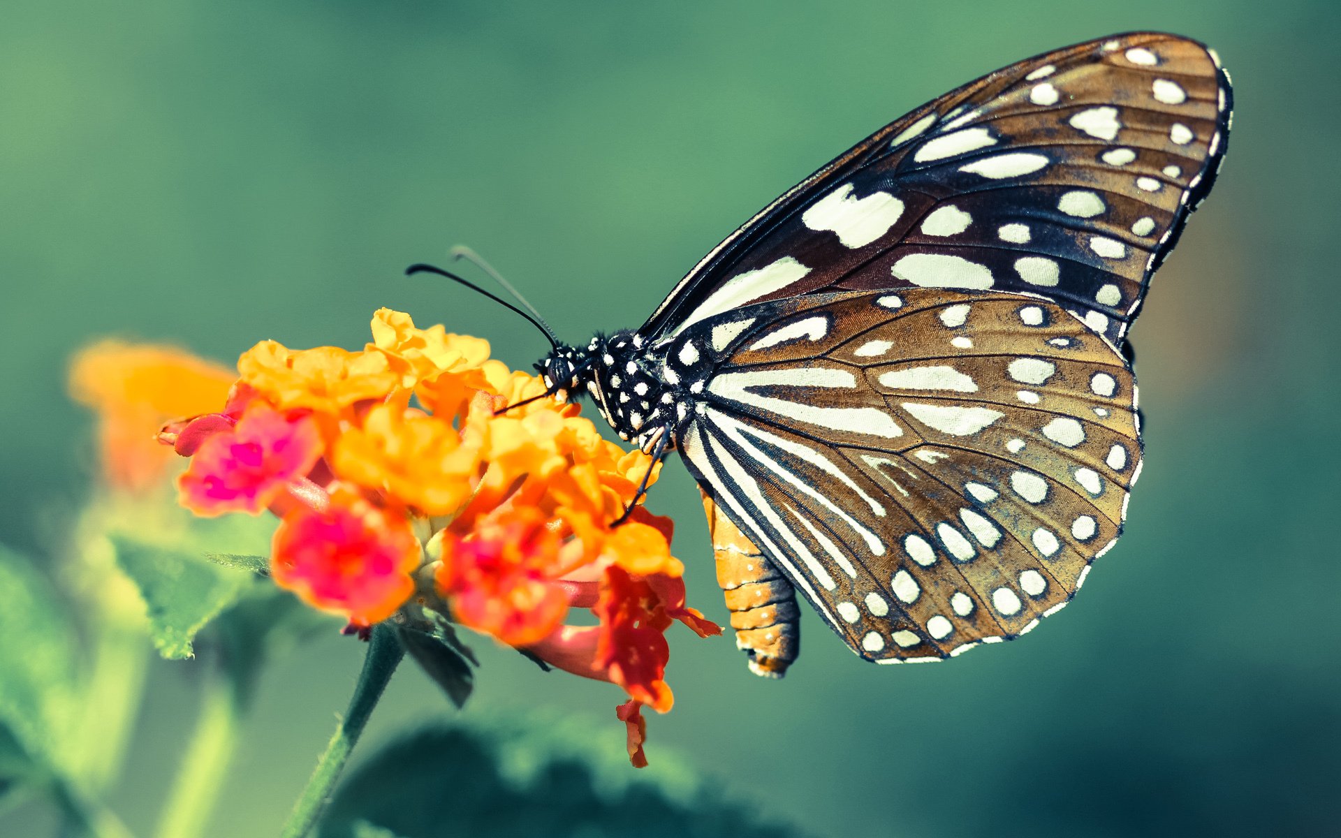 LEYU乐鱼体育官方网站-法甲青春风暴:新星崛起争锋天际,青春风暴的球队